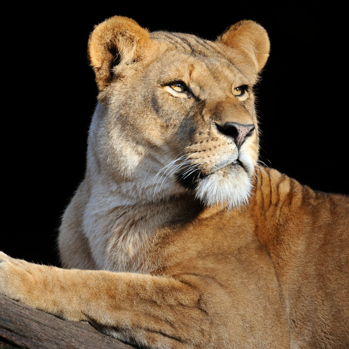 Löwe auf einem Baum