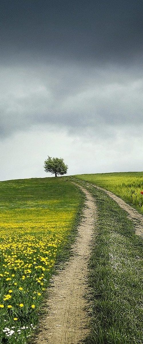 path, tree, summer